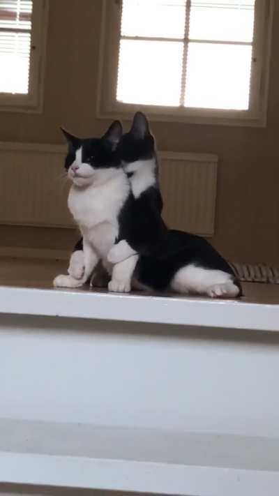 Is my kitten too rough with her recently adopted older brother or harmless?