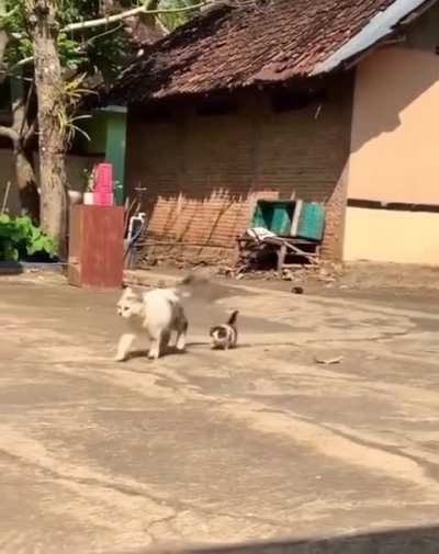 This cat is convinced that he's a full time security guard on the farm