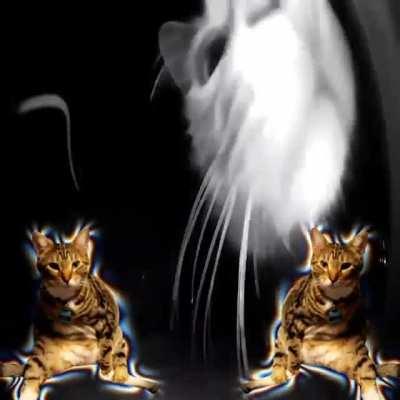 i really like the cat