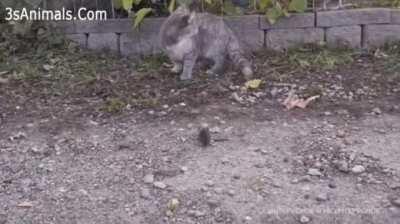 Well there goes my daily entertainment...