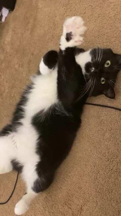 Pet me like this 🐾