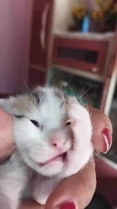 How many braincells ?