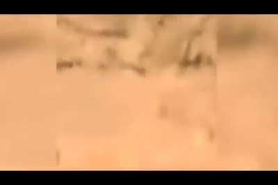 Absolute unit of a dog fart makes cat vomit