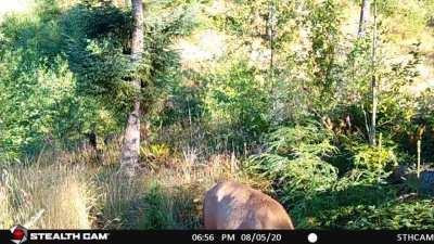 Rosie boys in Oregon