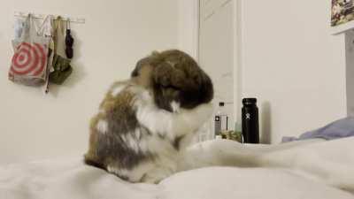 Just some routine ear cleaning!