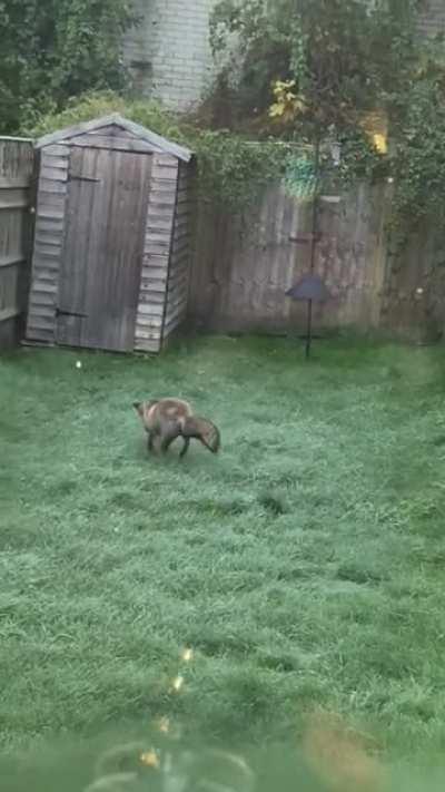 Весёлый Лис