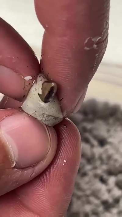 Rubbing the eggs to stimulates hatching of madrean alligator lizards