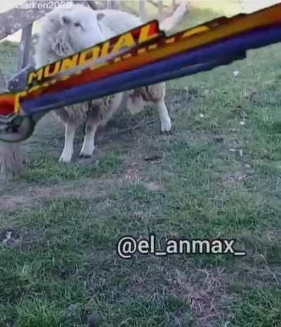 Oscar Soccer ⚽😎