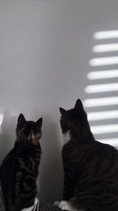 Getting the grumpy cat a kitten