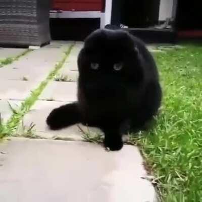 Catnip is a hell of a drug