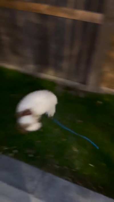 This is Hershey’s submission to qualify for the olympics in rhythmic gymnastics.