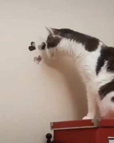 He likes to stare at his human through mirrors