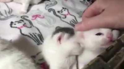 This litter is very vocal.