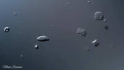 Cat feces sample with Protozoan parasites