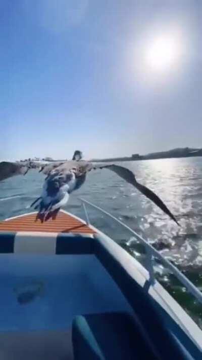 Wild geese flying in perfect formation with a boat