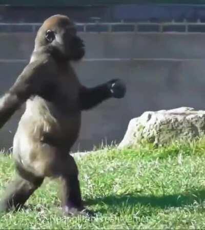 OMG 😳😳😳 Monke invaded Naples 🇮🇹🇮🇹🇮🇹😂😂😂 They Fresh doe 😎😎😎