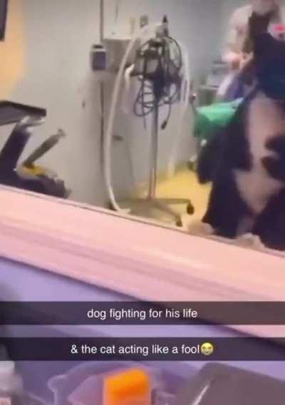 Cat interrupts dog’s surgery