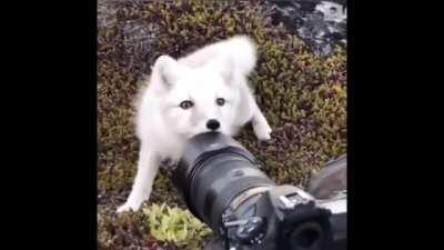 🔥 This Arctic Fox Checking Out A Wildlife photographer