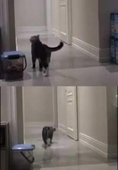 i need too see more of that cute cats :(