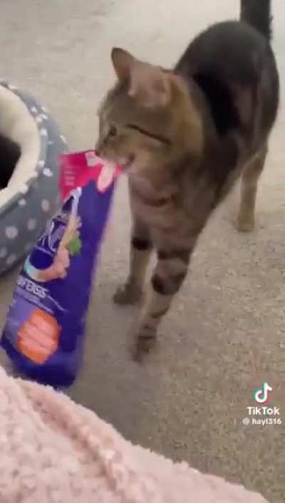 Mommy Cat Explains to Kittens No More Breast Feeding