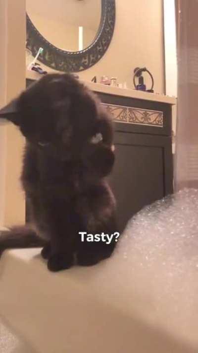 Kitten curious about water