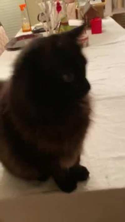 Is this a trill? This is my friend’s adorable KC cat her son caught as a wild kitten at the beach. He always sounds like this!