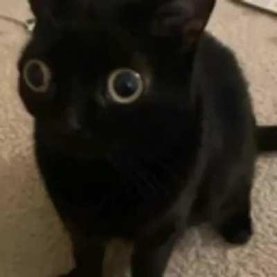 Luangameplay666 - Video #7218