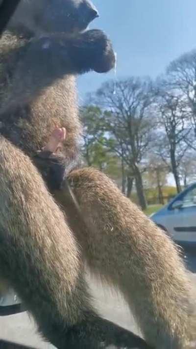 Monkey shows himself eating his own cum to two ladies