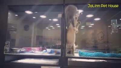 Kitten crawls through cage to be with puppy