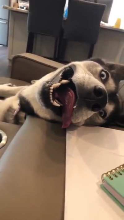 Doggo.exe has stopped working