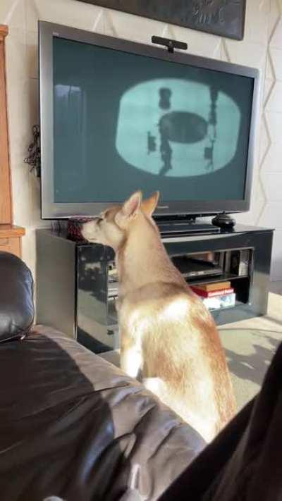 A passing ambulance set her off. I kept her going.