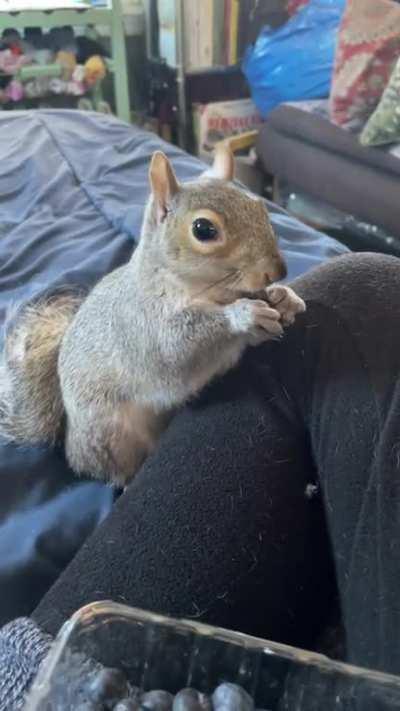 Blueberries are her favorite