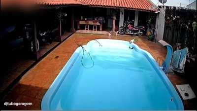 Pitbull Saves Chihuahua from Drowning In Pool