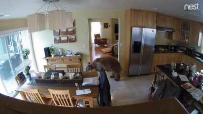 Bear entered home in Pasadena Ca, chased away by 2 terriers