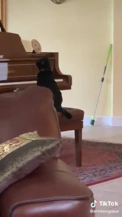 Cat Startled By Piano (sound on)