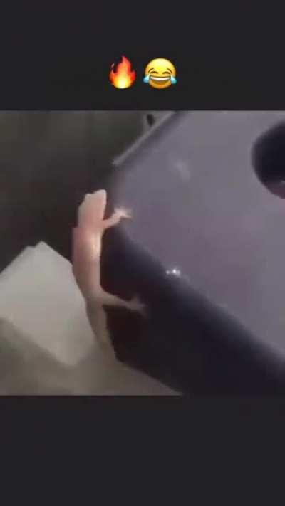 اسکیه ولی واقعا باید دید😂