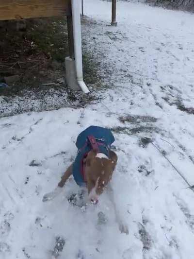 First time seeing snow!