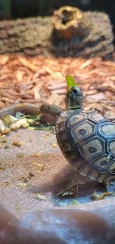 Little dude at a pet shop. I wanted to help him so bad 😭