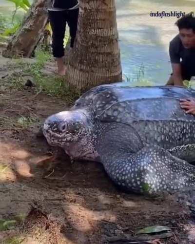 Indonesian bros helping a giant sea turtle return to the sea after being stuck in a swamp for 2 days