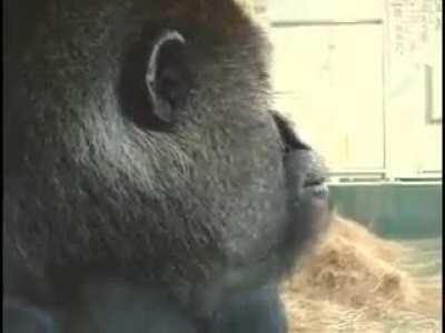 Oliver eats an apple