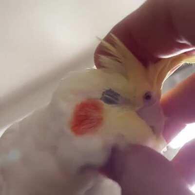 Scritches? Check. Tiel? Check. Super cute? Doublecheck
