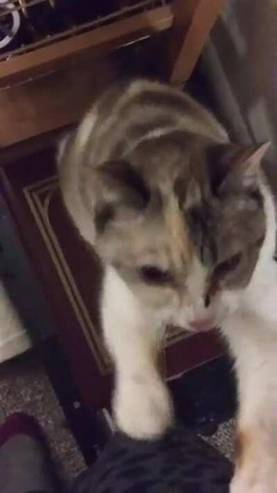 More Daisy taps! She's impatient and wants snuggles.