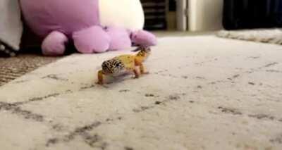 A fierce huntress (for camera lenses) ...