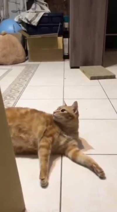 My cat people need me