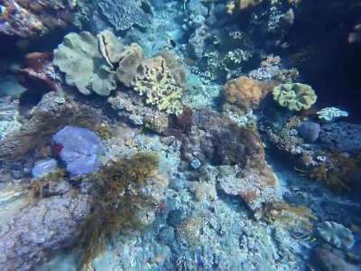 Nusa Penida - pretty sea snake