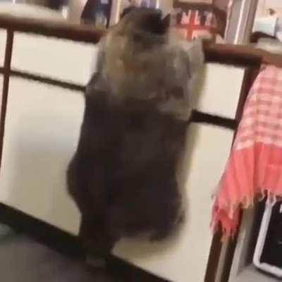 THE definition of Chonk