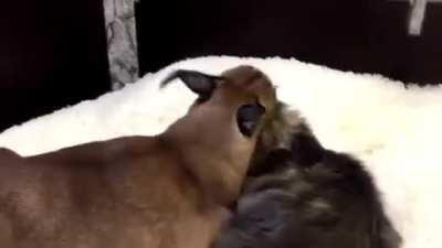 Floppa and Justin coexist