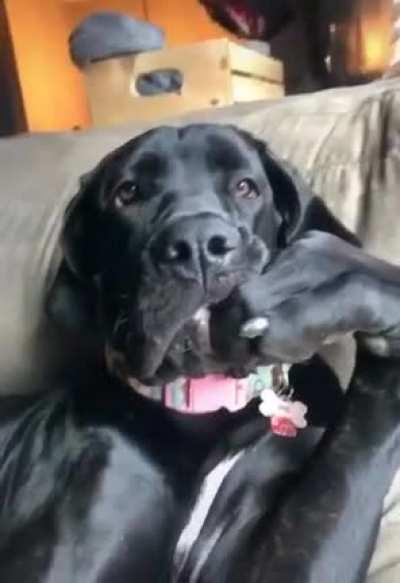 Pardon, he's a little bit blue right now