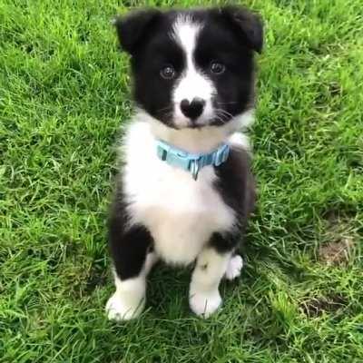 The cutest border collie pupper I've ever seen!
