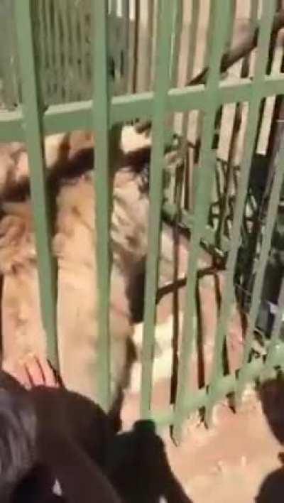 Maybe you should pet a smaller cat